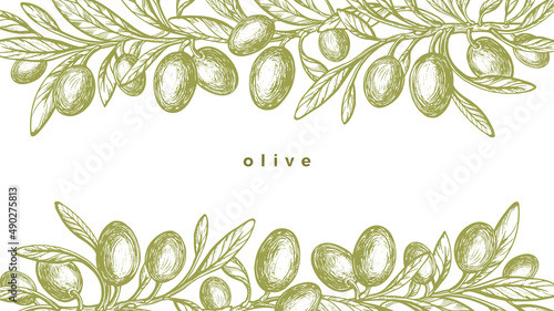 Olive border, engraving. Vector leaves, oil fruits