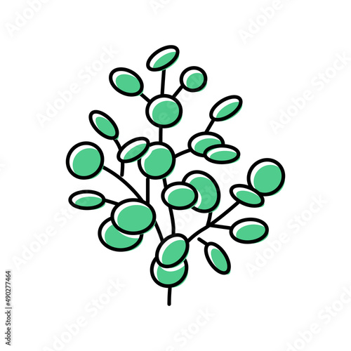 eucalyptus aromatherapy color icon vector isolated illustration