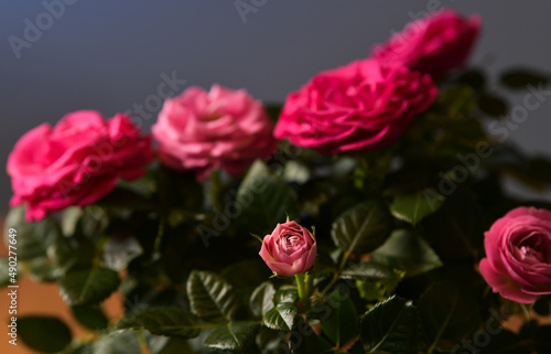 A pot with some pink rose flowers against blue background. Floral photography, details of these beautiful plants.