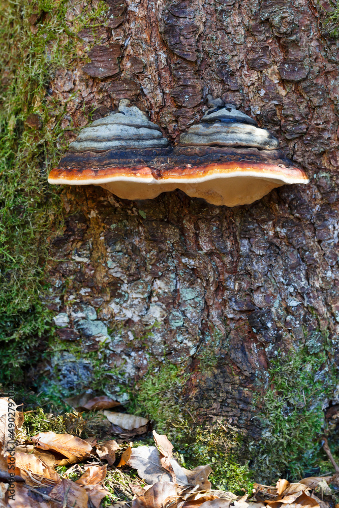 Fototapeta premium Baumpilze auf der Schwäbischen Alb. Tree fungi on the Swabian Alb.