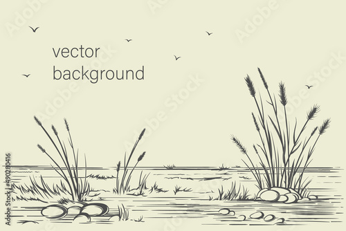 Hand-drawn simple vector background. Wild steppe pampas grass, reeds, panicle inflorescence. Nature, landscape Ink sketch, long banner