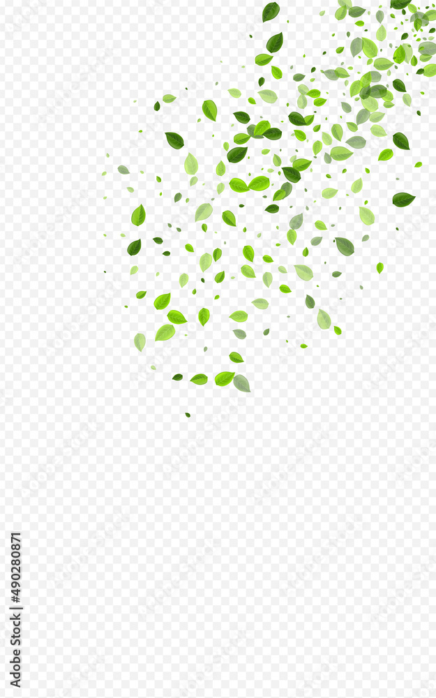 Olive Leaf Falling Vector Transparent Background. Olive Leaf Falling Vector Transparent Background.
