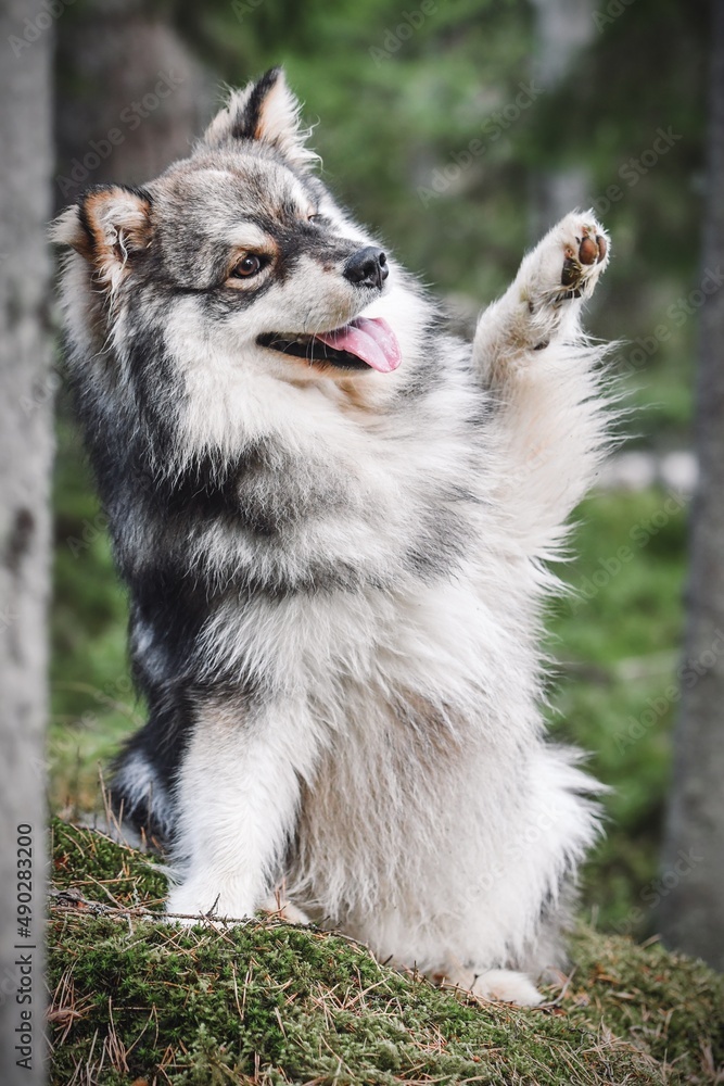 Obraz premium Portrait of a young Finnish Lapphund dog outdoors in nature