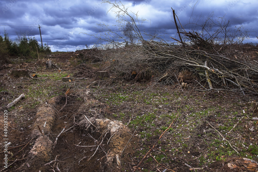 the forest after the arrival of man. in the middle of garbage and land torn apart by tractors, a glade of white flowers as a symbol of the purity and defenselessness of nature before man. metaphor the forest after the arrival of man. in the middle of garbage and land torn apart by tractors, a glade of white flowers as a symbol of the purity and defenselessness of nature before man. metaphor