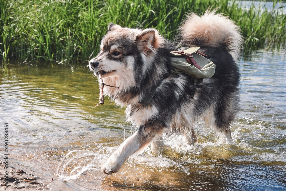 Portrait of a young Finnish Lapphund dog outdoors in nature Portrait of a young Finnish Lapphund dog outdoors in nature