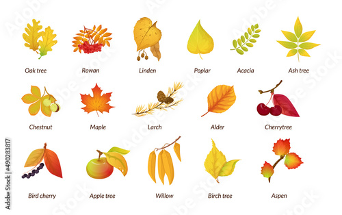 Autumn botanical plant set. Fall dry herbarium educational poster names oak tree, rowan, linden