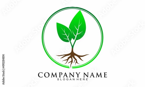 Elegant green leaf plant vector logo