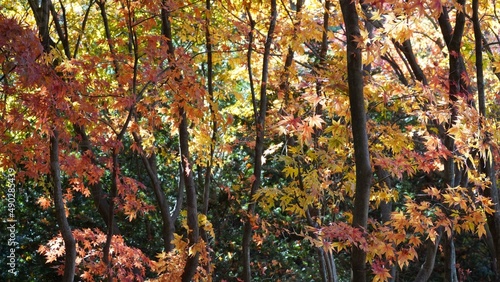 The signature yellow maple tree of autumn.