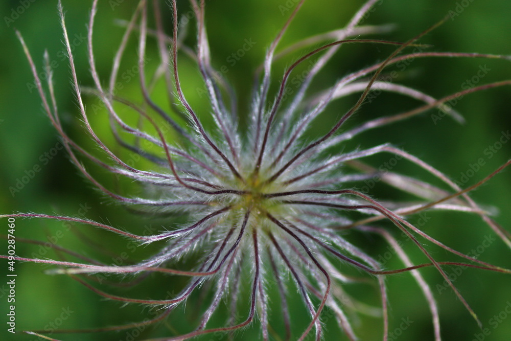 pulsatilla vulgaris close up flower pulsatilla vulgaris close up flower