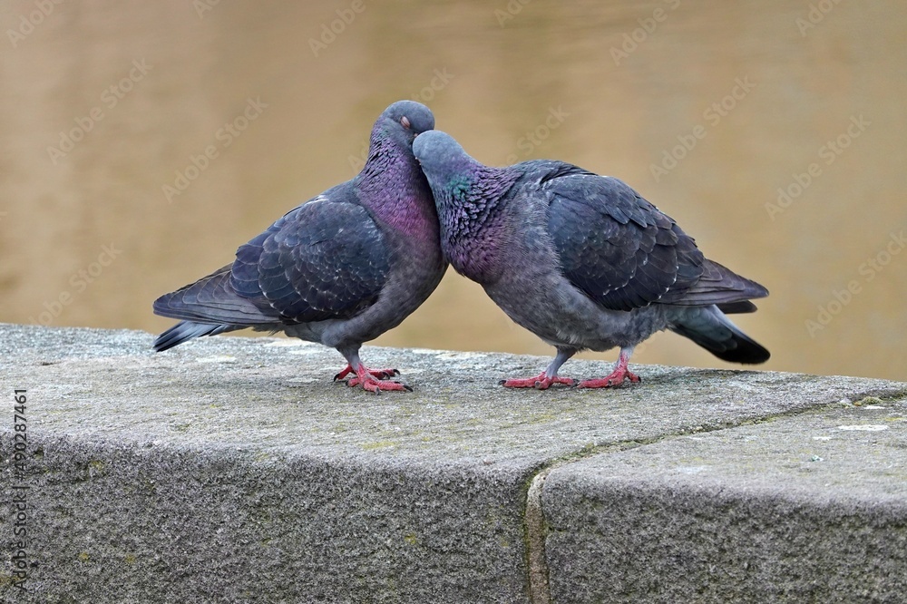 Obraz premium Zwei Tauben geben sich einen Kuss