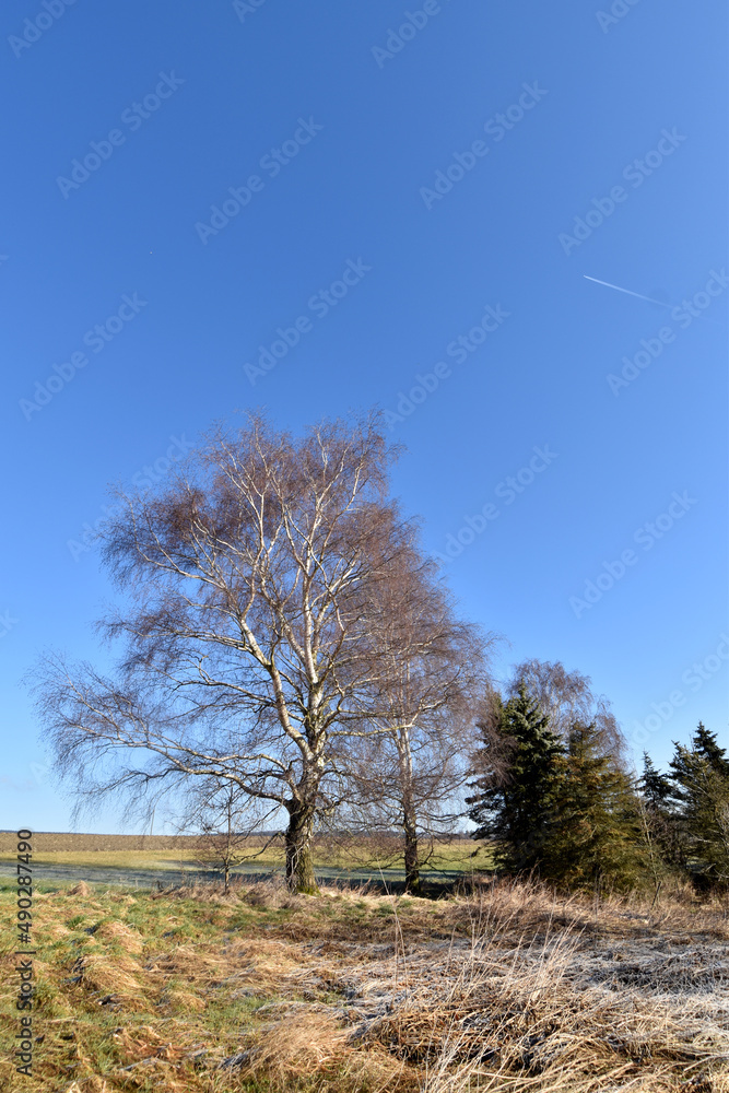 Fototapeta premium Feuchtgebiet im Hunsrück