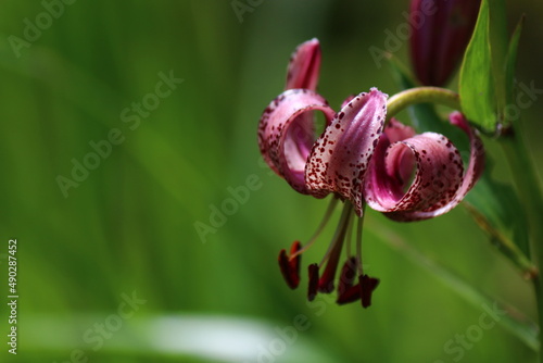wild lily flower in the sunmer time sun close up photo