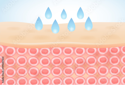 Water with Moisture drop on the epidermis of Skin. Illustration about Hyaluronic Acid reduces the appearance of fine lines and wrinkles.
