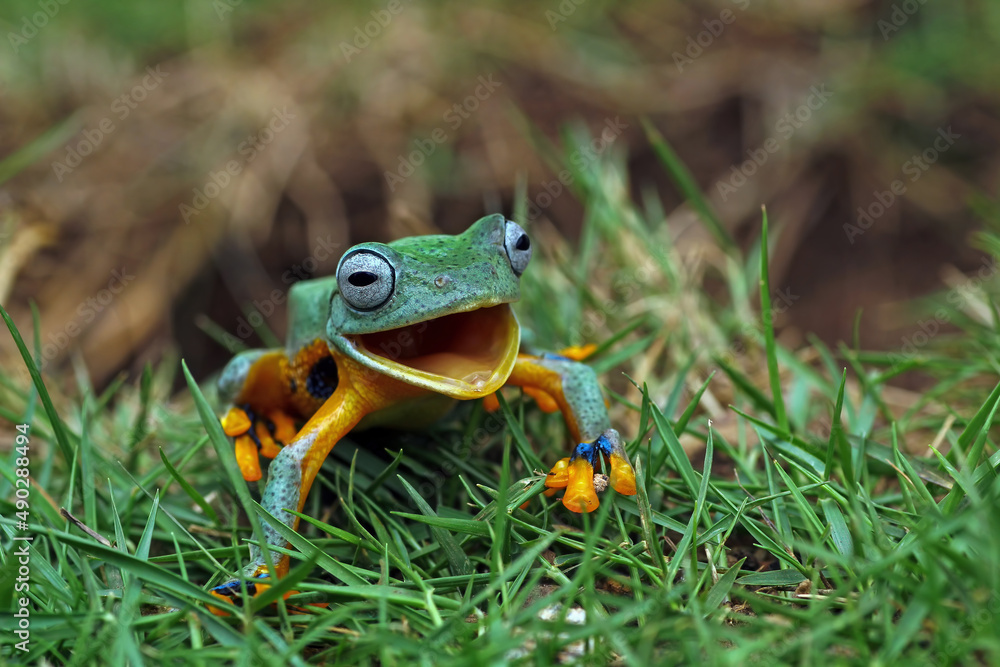 Naklejka premium Tree frog laughing on the grass, Java tree frogs