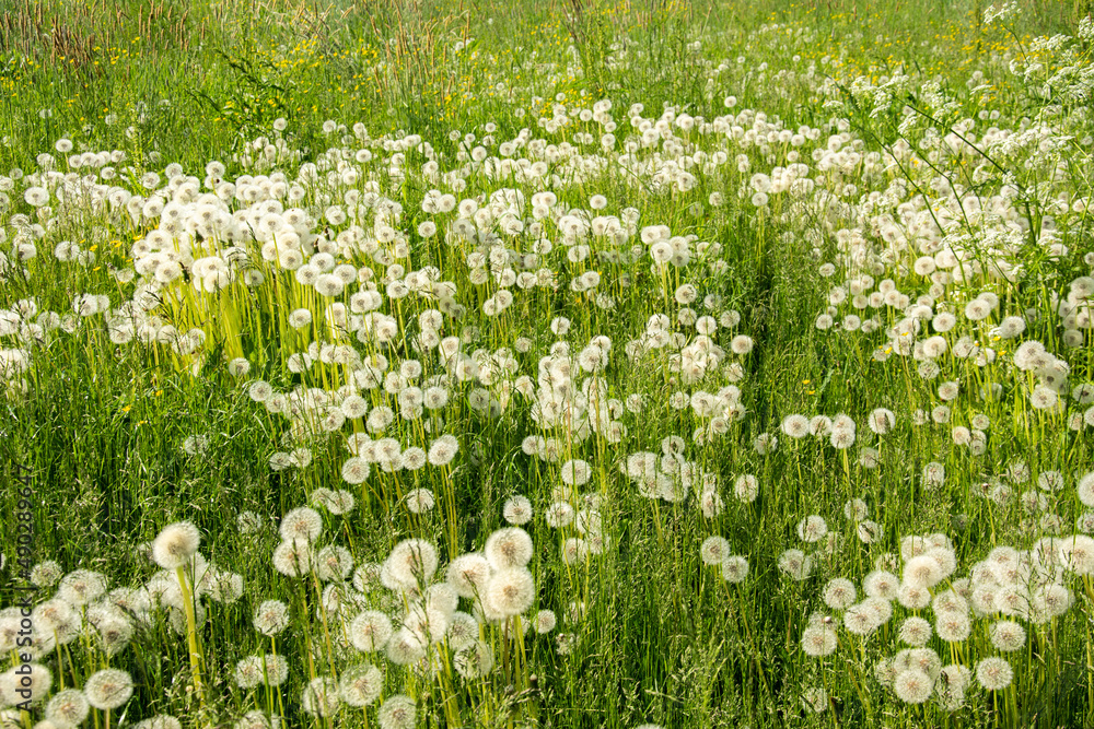 Dandelion field in summer in Peterhof, near Saint Petersburg, Russia Dandelion field in summer in Peterhof, near Saint Petersburg, Russia
