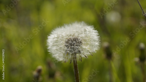 dandelion seed head