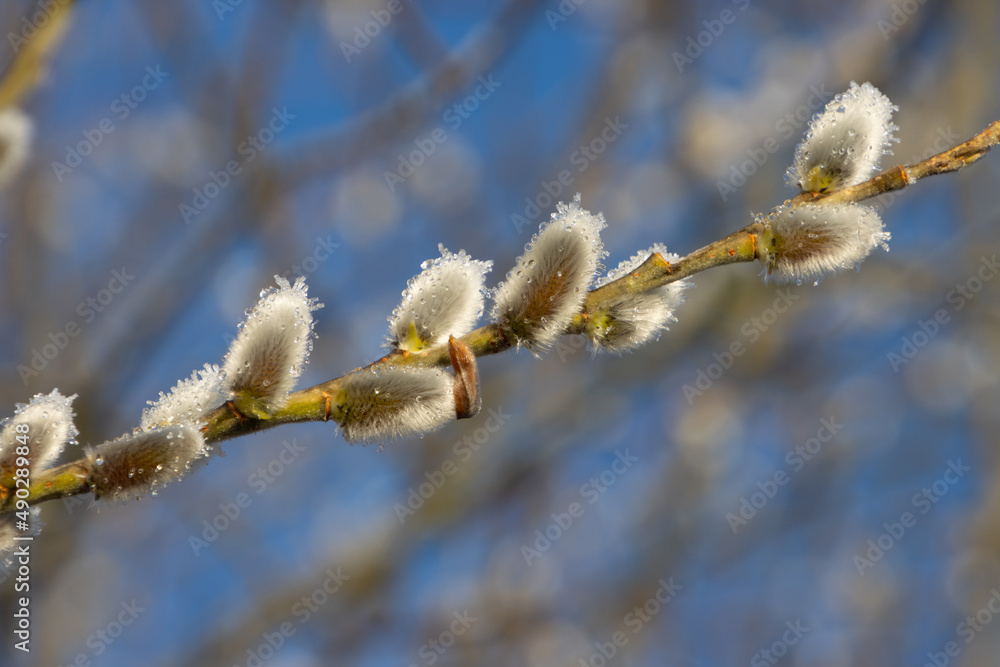 Close up of a branch of a pussy willow covered with melting ice as a symbol for Spring Close up of a branch of a pussy willow covered with melting ice as a symbol for Spring