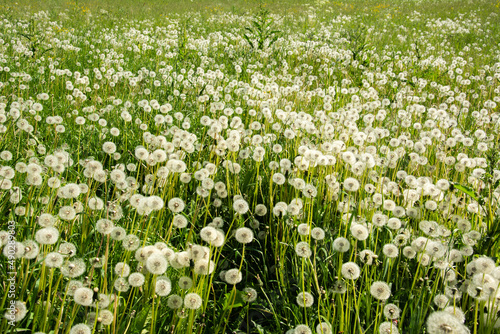 Dandelion field in summer in Peterhof, near Saint Petersburg, Russia