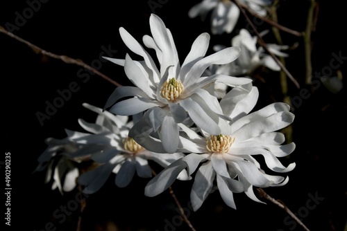 fleurs de magnolia stellata,  magnolia étoilé