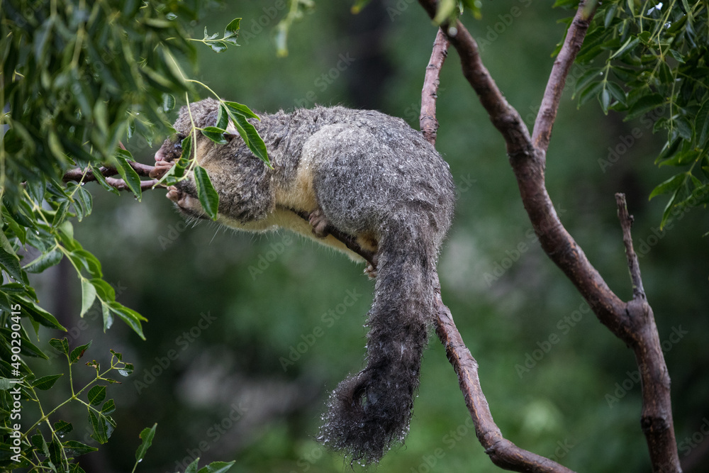 Obraz premium Possum