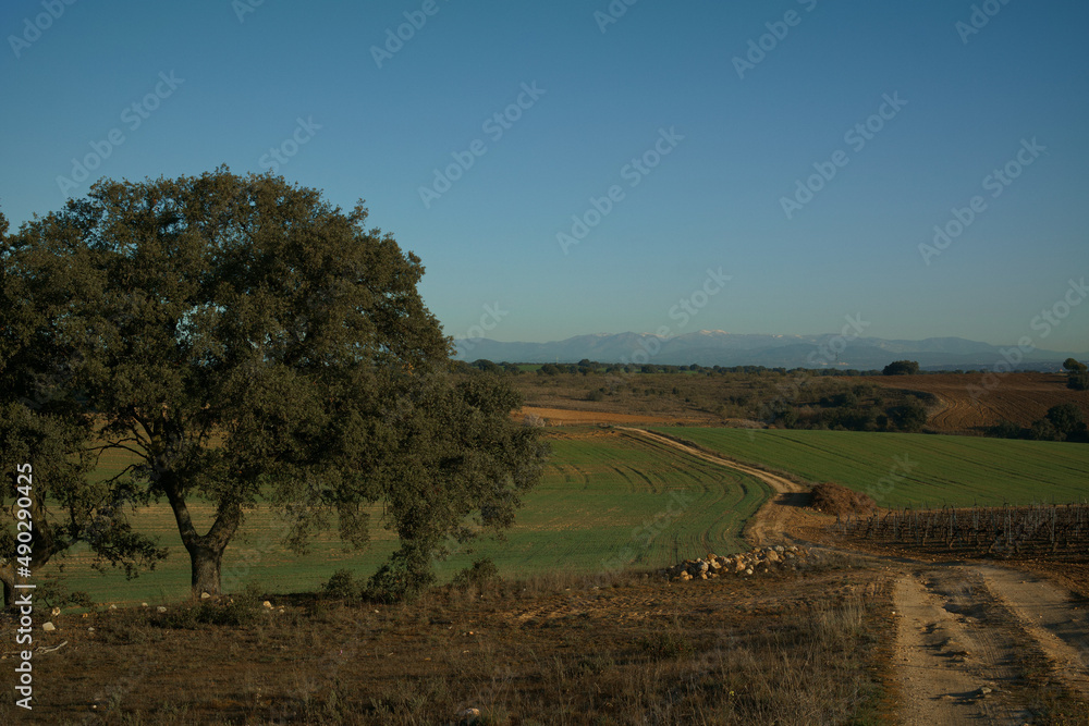 krajobraz drzewa pola natura hiszpania wschód słońca