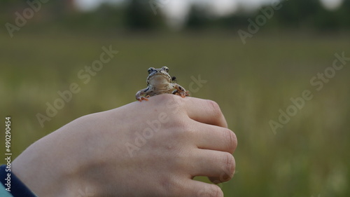 Fototapeta Naklejka Na Ścianę i Meble -  A frog sitting on a hand