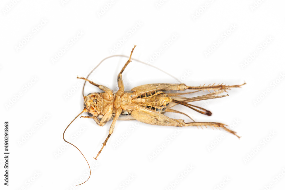 Cuban cricket reproduction, Gryllus assimilis, a species of breeding, food insect. Food for reptiles, amphibians, spiders. Cuban cricket reproduction, Gryllus assimilis, a species of breeding, food insect. Food for reptiles, amphibians, spiders.