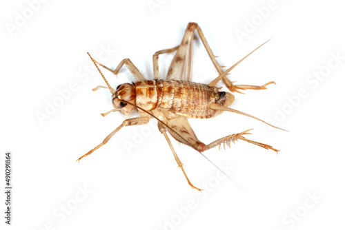 Cuban cricket reproduction, Gryllus assimilis, a species of breeding, food insect. Food for reptiles, amphibians, spiders.