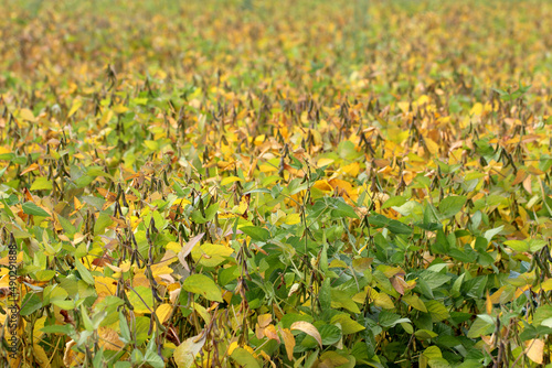 Fototapeta Naklejka Na Ścianę i Meble -  Soybean plant ripening in the field before harvest.