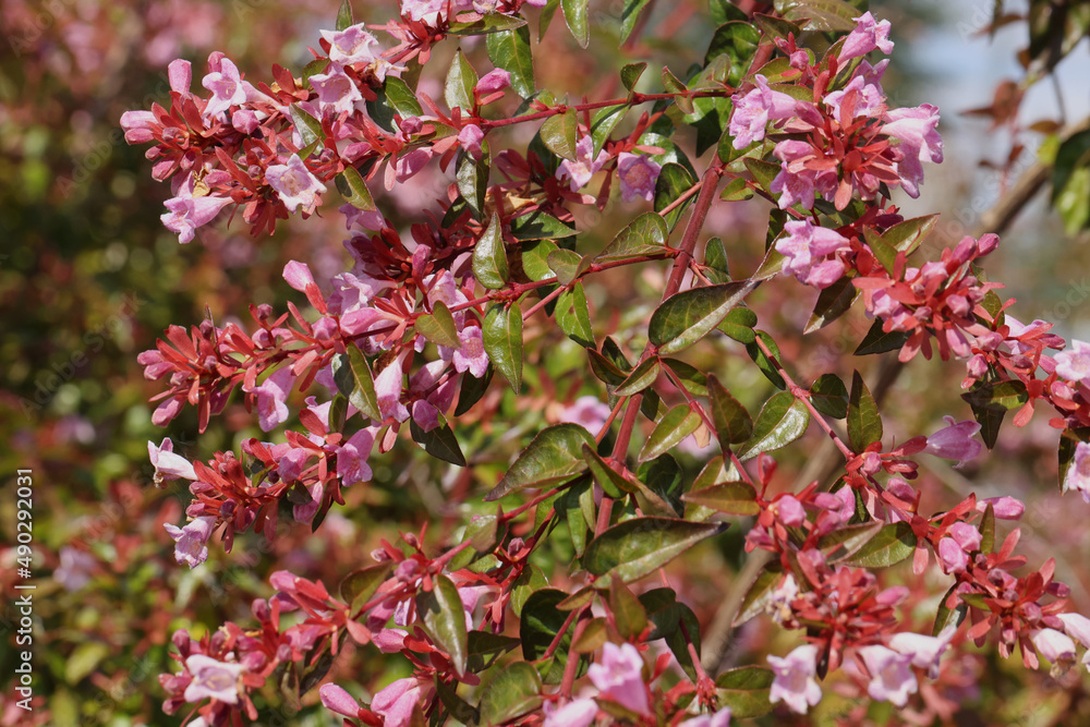 Abelia grandiflora 'Edward Goucher' aux fleurs roses
Abelia grandiflora 'Edward Goucher' aux fleurs roses