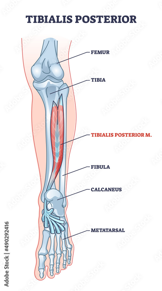 Tibialis Posterior Muscle And Human Leg Skeletal Structure Outline Tibialis Posterior Muscle And Human Leg Skeletal Structure Outline