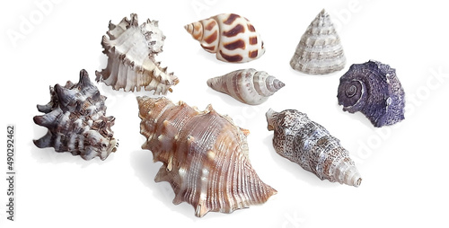 Rare shells isolated on a white background