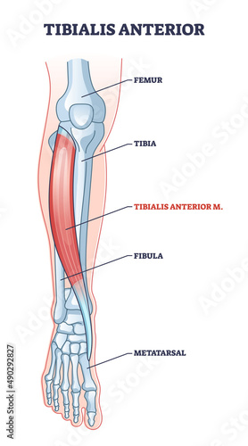 Tibialis anterior muscle with human leg skeletal structure outline diagram. Labeled educational foot anatomy with femur, tibia, fibula or metatarsal location vector illustration. Human feet physiology photo