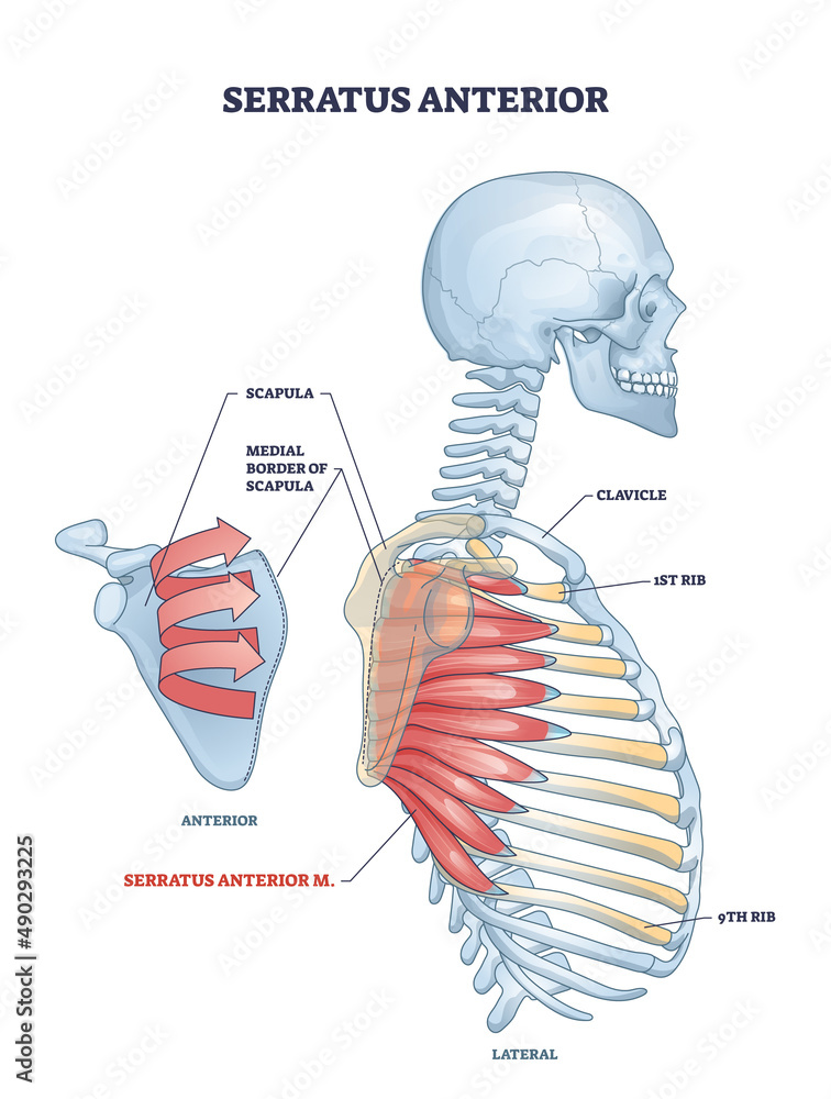 Serratus Anterior Muscle With Anatomical Skeletal Ribcage Model Outline Diagram Labeled