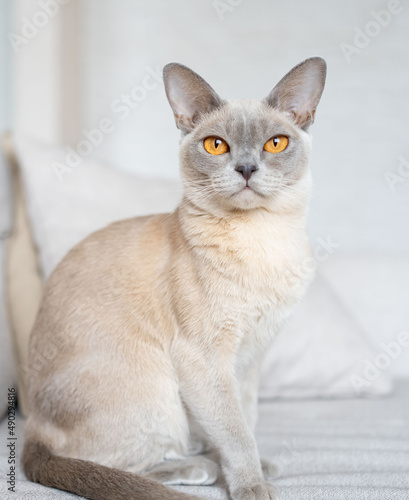 Lavender burmese best sale cat