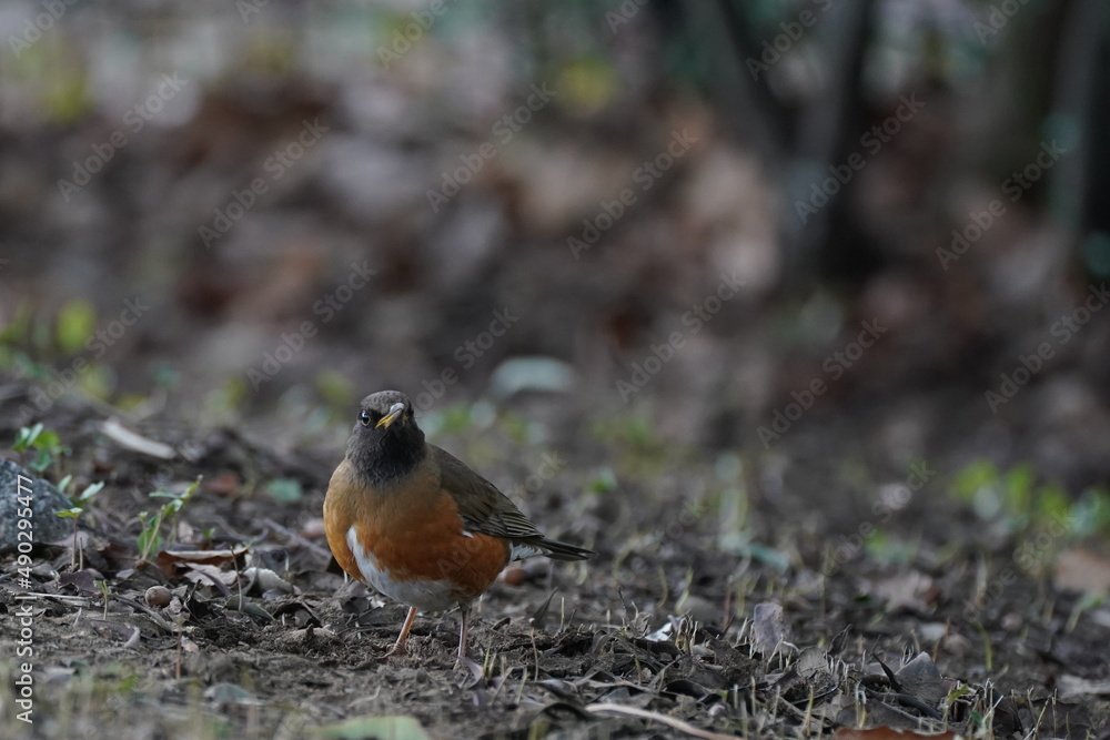 brown headed thrush on the ground brown headed thrush on the ground