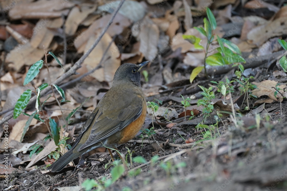 brown headed thrush on the ground brown headed thrush on the ground