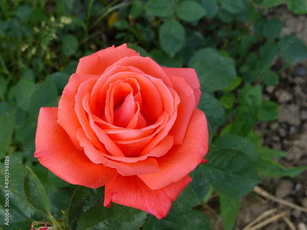 beautiful rose on a green background beautiful rose on a green background