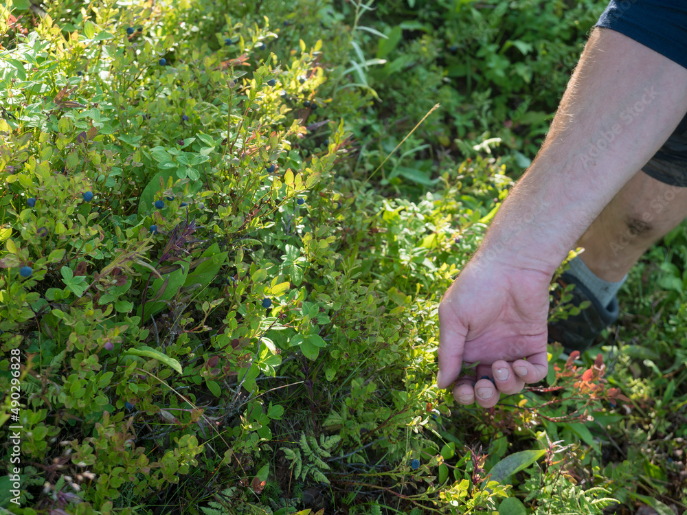 A male hand picking up wild blueberries on a bush in a wild swedish forest in sunlight A male hand picking up wild blueberries on a bush in a wild swedish forest in sunlight