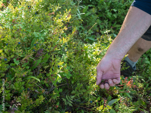 A male hand picking up wild blueberries on a bush in a wild swedish forest in sunlight