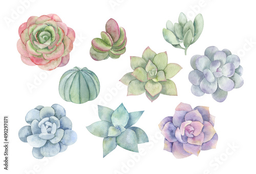 watercolor illustration set of succulents