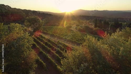 Golden sunrise over French vineyards.