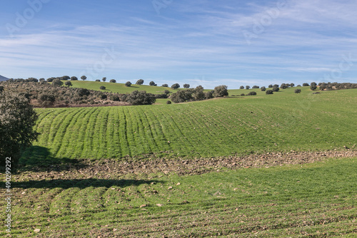 Landscape of green hills dotted with oaks in the fields of Castilla La Mancha