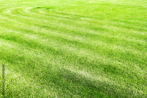 Smooth green grass, neatly trimmed lawn. Wide view of the manicured lawn. Natural background of yellow-green grass with beautiful stripes after mowing.
