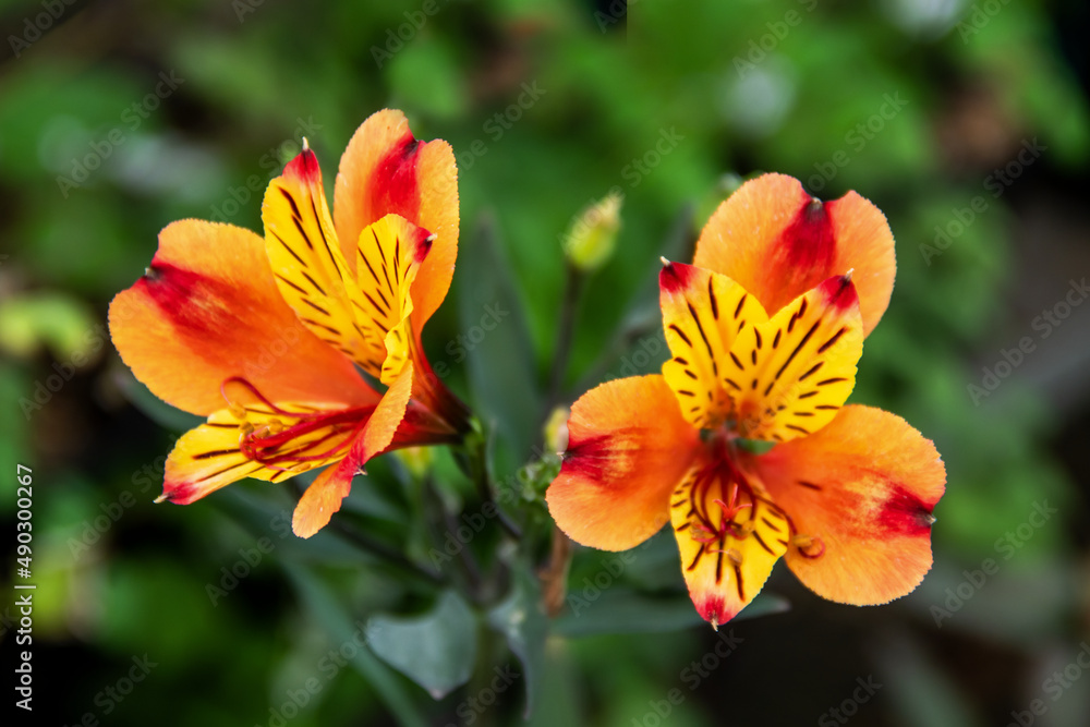 Fleurs d'Alstroemères jaunes ou Lis des Incas en gros plan Fleurs d'Alstroemères jaunes ou Lis des Incas en gros plan