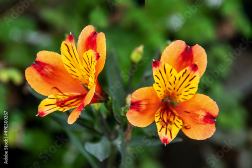 Fleurs d'Alstroemères jaunes ou Lis des Incas en gros plan © guitou60