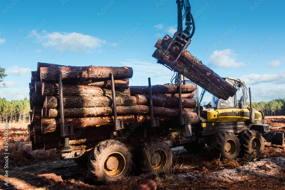 Fototapeta premium porter or forwarder collecting pine trunks for storage