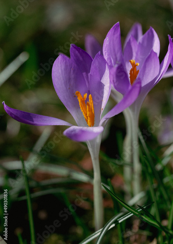 Purple crocus macro