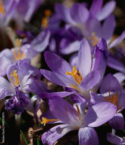 purple blossom macro