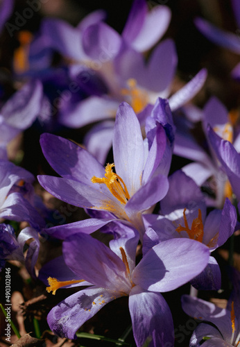 lovely violet crocus macro